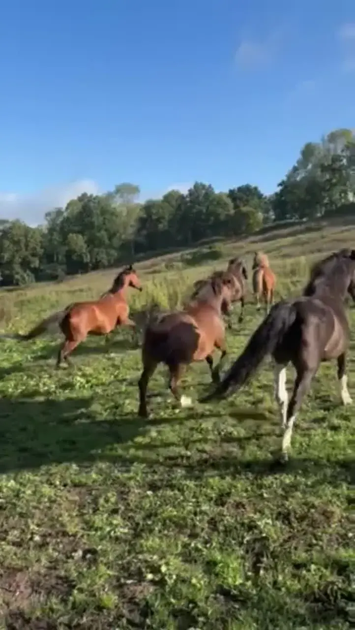 Os cavalos no prado