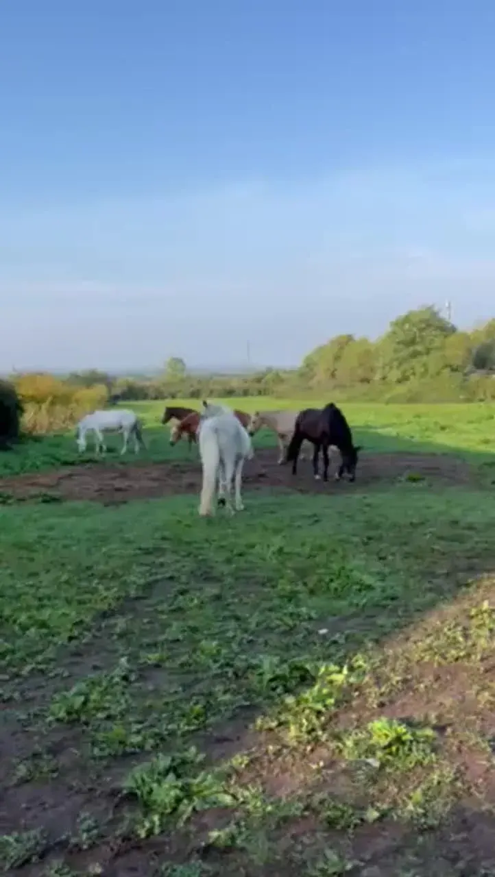 Uma pausa no verde para os cavalos